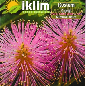 المستحية - Küstüm Çiçeği - MIMOSA PUDICA