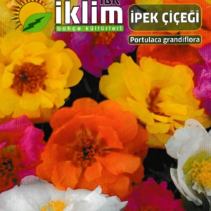 صباح الخير - PORTULACA GRANDIFLORA