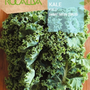 بذور الكيل -DWARF GREEN