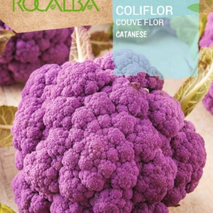 بذور القرنبيط -CATANESE