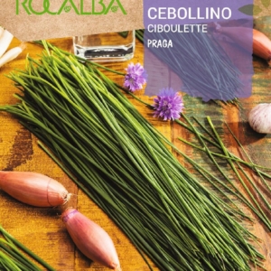 الثوم المعمر -PRAGA