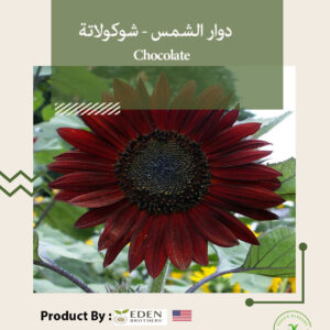 دوار الشمس - شوكولاتة