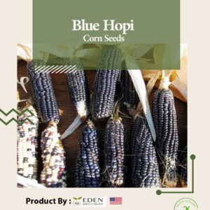 BLUE HOPI CORN