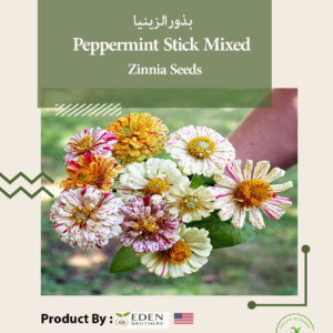 Zinnia Seeds - Peppermint Stick Mixed