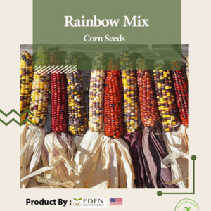 Corn Seeds - Rainbow Mix