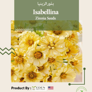 Isabellina