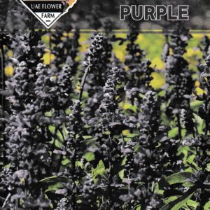 Salvia Purple