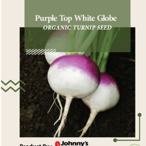 اللفت -  Purple Top White Globe