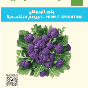 البراعم البنفسجة