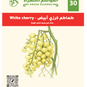 طماطم كرزي أبيض