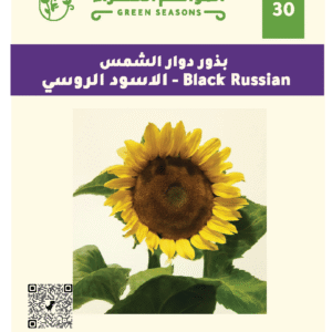 الاسود الروسي