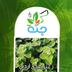 زعتر بلدي اردني